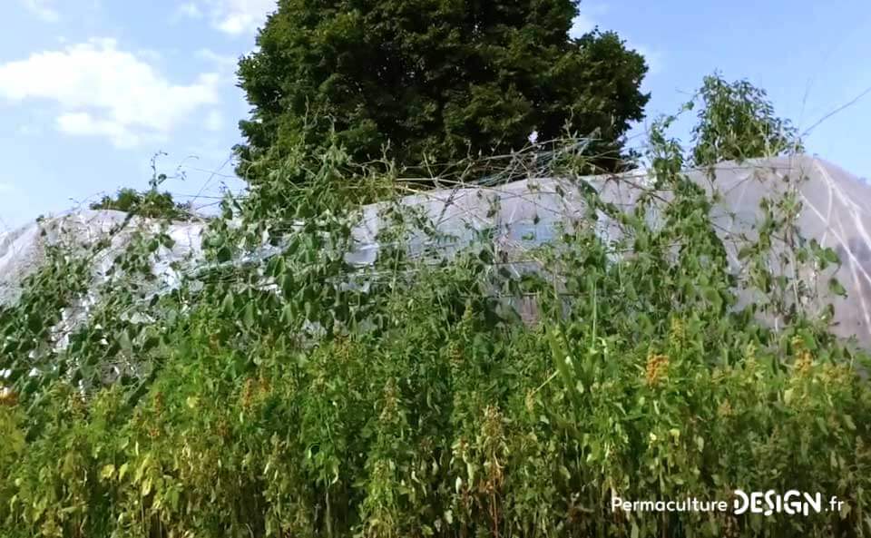 Le jardin en permaculture d’Olivier lui permet d’observer la nature, d’apprendre, d’expérimenter tout en inspirant son voisinage.