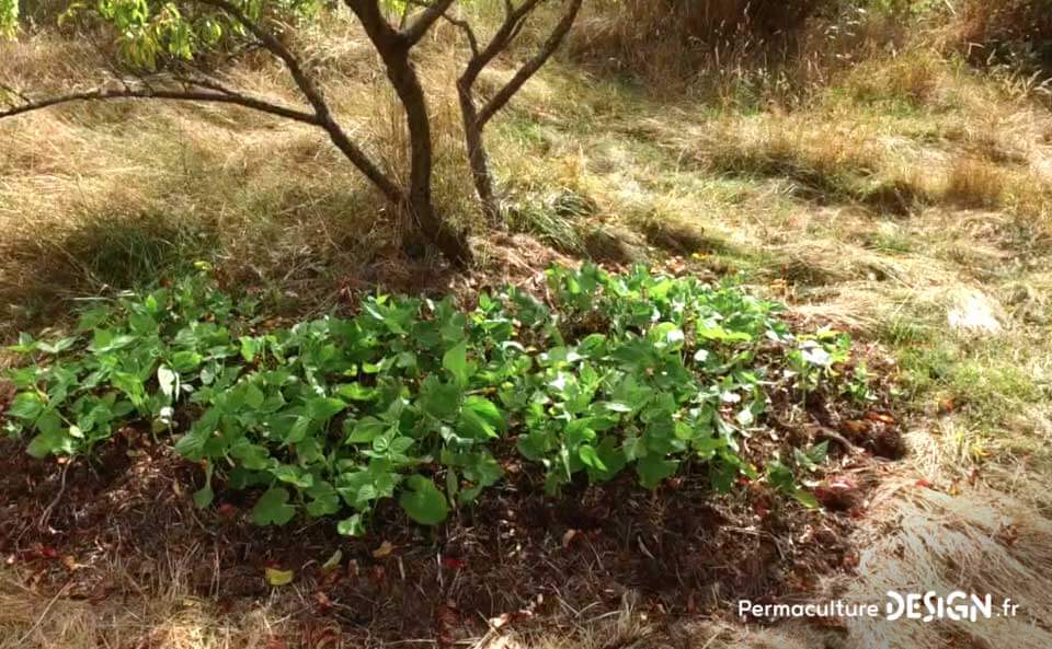 Le jardin en permaculture d’Olivier lui permet d’observer la nature, d’apprendre, d’expérimenter tout en inspirant son voisinage.