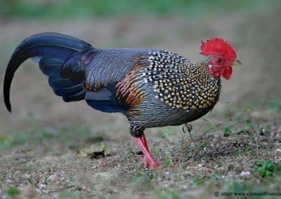 Hervé Husson nous raconte la vraie nature de la poule, ses origines et l’histoire de son élevage à travers les âges.