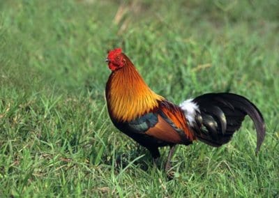 Hervé Husson nous raconte la vraie nature de la poule, ses origines et l’histoire de son élevage à travers les âges.