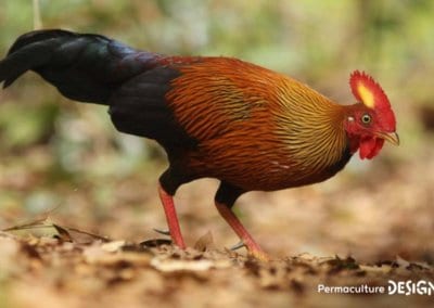 Hervé Husson nous raconte la vraie nature de la poule, ses origines et l’histoire de son élevage à travers les âges.