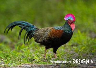 Hervé Husson nous raconte la vraie nature de la poule, ses origines et l’histoire de son élevage à travers les âges.