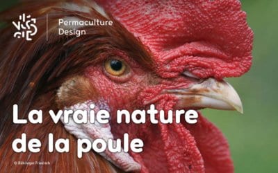 La vraie nature de la poule, origines et histoire de son élevage.