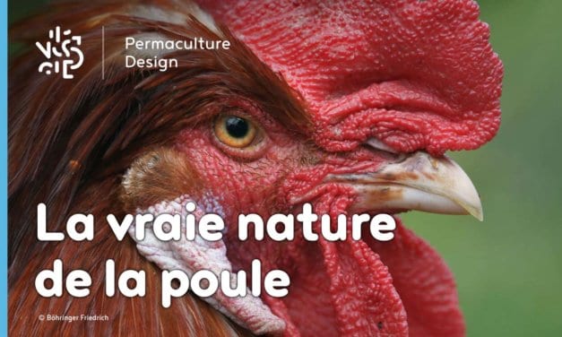 La vraie nature de la poule, origines et histoire de son élevage.