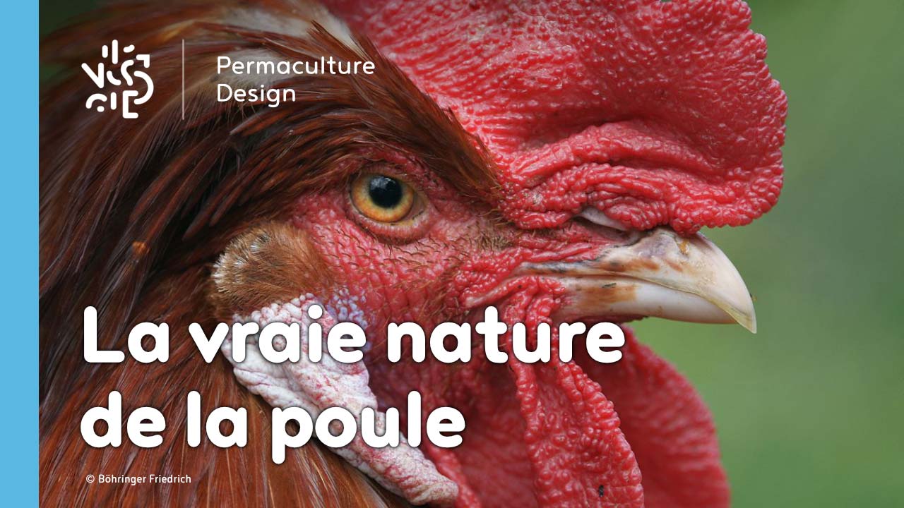 La vraie nature de la poule, origines et histoire de son élevage.