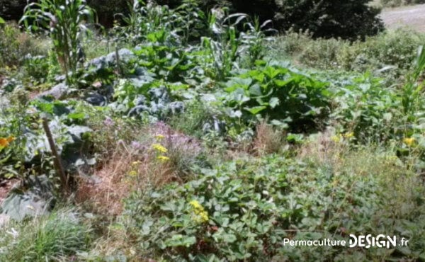 Romain observe et expérimente la permaculture dans son jardin: potager, buttes, terrasses, mares, arbres fruitiers, poules, serre souterraine, tout est réuni pour avoir de belles récoltes.