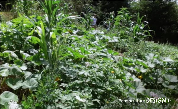 Romain observe et expérimente la permaculture dans son jardin: potager, buttes, terrasses, mares, arbres fruitiers, poules, serre souterraine, tout est réuni pour avoir de belles récoltes.