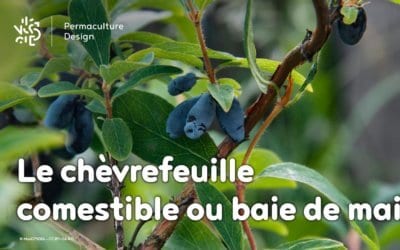 Le chèvrefeuille comestible ou baie de mai