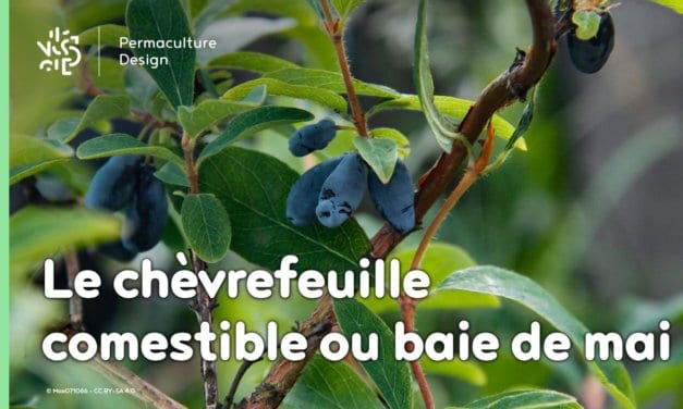 Le chèvrefeuille comestible ou baie de mai