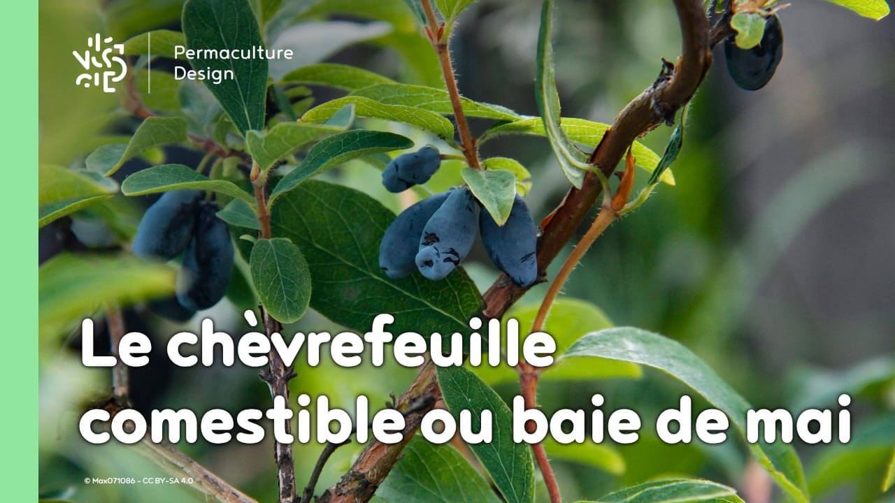 Le chèvrefeuille comestible ou baie de mai