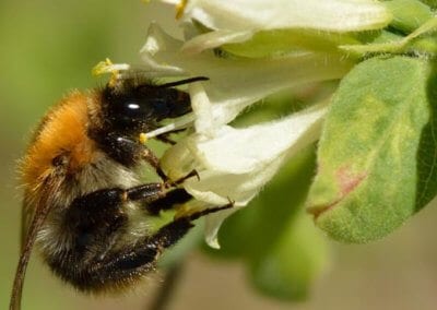 Le chèvrefeuille comestible ou Lonicera Kamtschatica est une plante rustique très permaculture produisant des petites baies délicieuses riches en vitamines B et C.