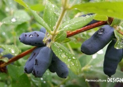 Le chèvrefeuille comestible ou Lonicera Kamtschatica est une plante rustique très permaculture produisant des petites baies délicieuses riches en vitamines B et C.