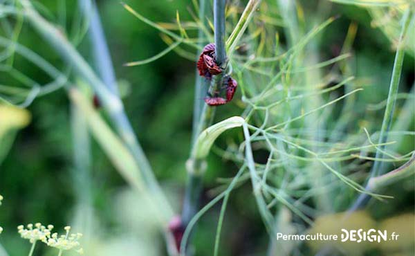 Conseils et idées ludiques pour faire découvrir la permaculture aux enfants et resserrer leur lien avec la nature tout en développant leur imagination et leur créativité !!