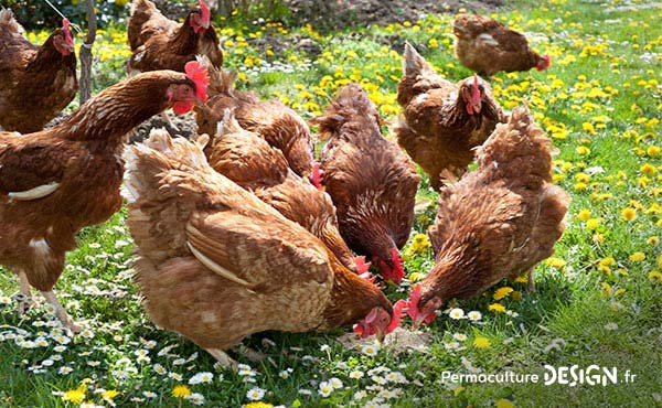 Conseils et idées ludiques pour faire découvrir la permaculture aux enfants et resserrer leur lien avec la nature tout en développant leur imagination et leur créativité !!