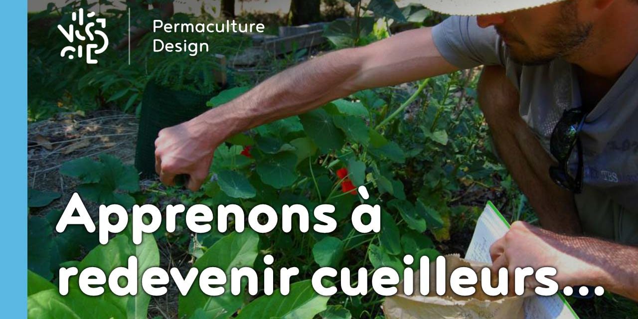 Redécouvrons la cueillette des plantes sauvages comestibles…