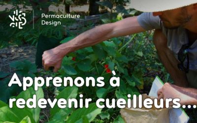 Redécouvrons la cueillette des plantes sauvages comestibles…