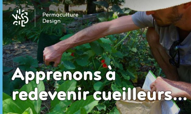 Redécouvrons la cueillette des plantes sauvages comestibles…