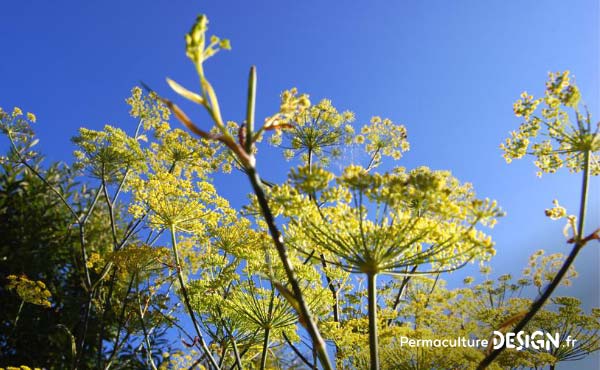 En permaculture, on recommande la cueillette de plantes sauvages comestibles pour une alimentation saine et nutritive offerte par la nature !