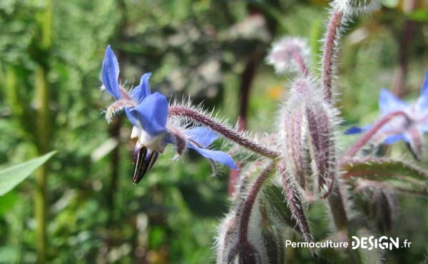 En permaculture, on recommande la cueillette de plantes sauvages comestibles pour une alimentation saine et nutritive offerte par la nature !