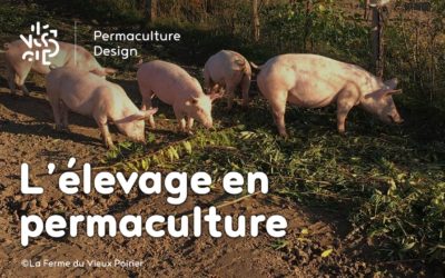 L’élevage en permaculture sur une microferme agroécologique