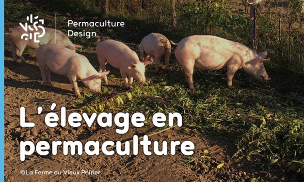 L’élevage en permaculture sur une microferme agroécologique