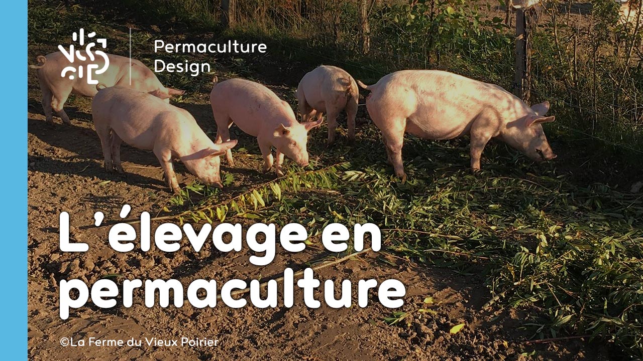 L’élevage en permaculture sur une microferme agroécologique