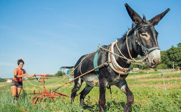 Conseils avisés d’agriculteurs paysans sur l’élevage d’animaux en permaculture dans une microferme agroécologique.