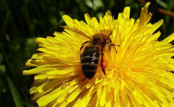 Conseils avisés d’agriculteurs paysans sur l’élevage d’animaux en permaculture dans une microferme agroécologique.