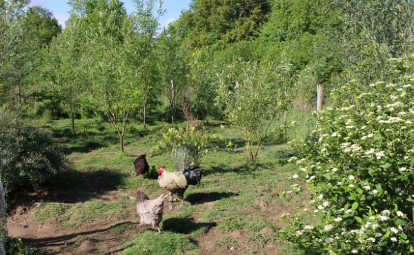 Conseils avisés d’agriculteurs paysans sur l’élevage d’animaux en permaculture dans une microferme agroécologique.